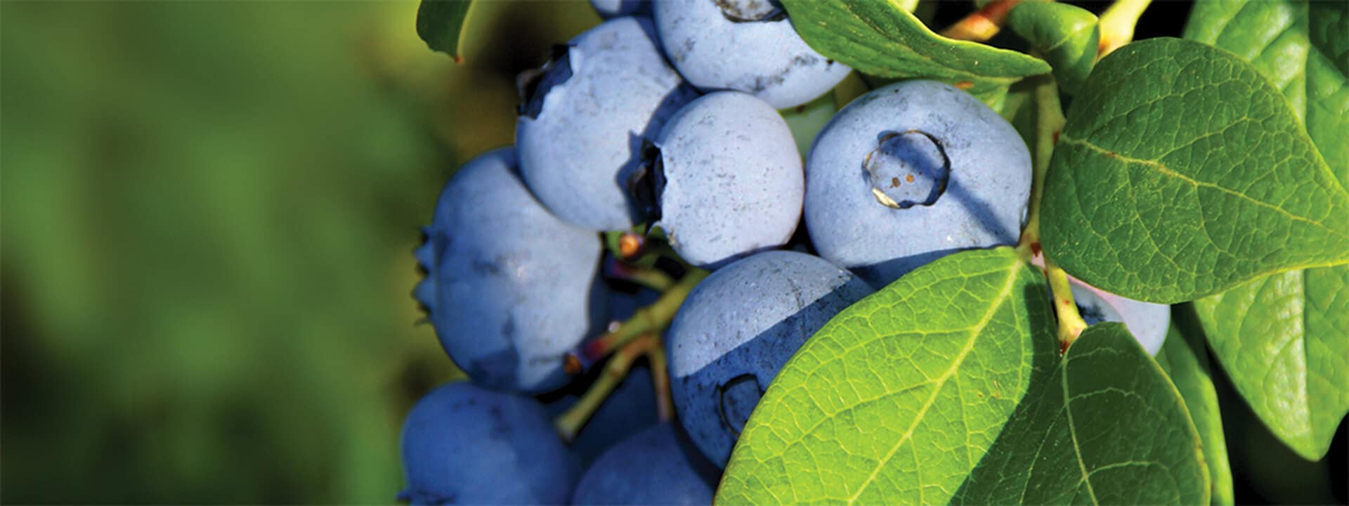 Mirtilo (blueberry)