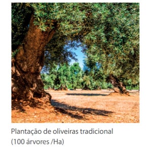 Plantação de olival moderno (200-300 árvores Ha)