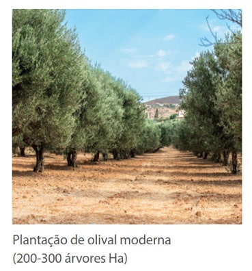 Plantação de olival moderno (200-300 árvores Ha)