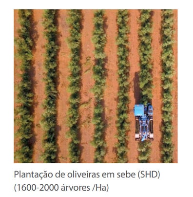 Plantação de oliveiras em sebe (SHD) (1600-2000 árvores /Ha)