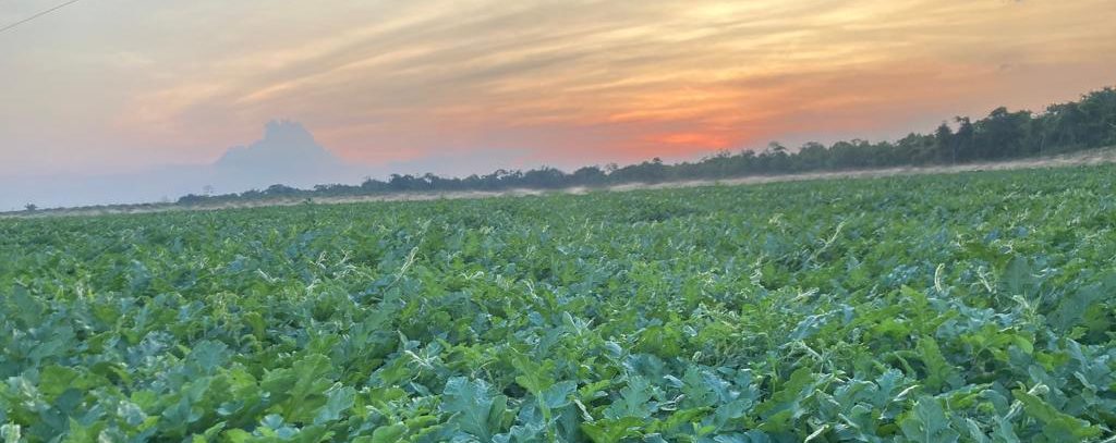 Produção de melancia tem aumento com uso de irrigação