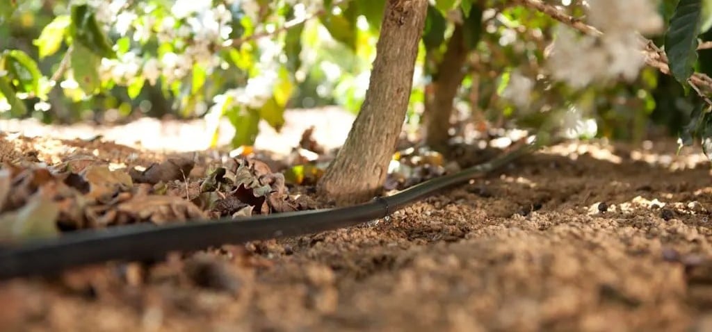 Irrigação por gotejamento: a estratégia essencial para a produção de café em períodos de seca severa.