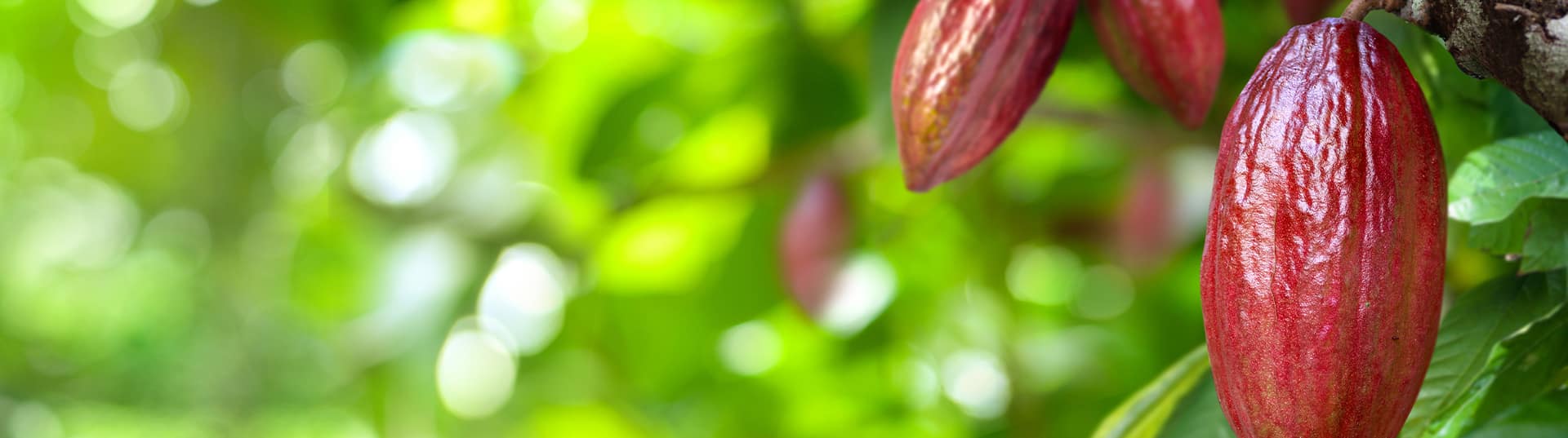 Irrigação Eficiente: A Chave para o Cultivo Sustentável do Cacau