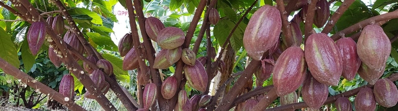 Crise mundial na produção de cacau abre novas possibilidades ao Brasil